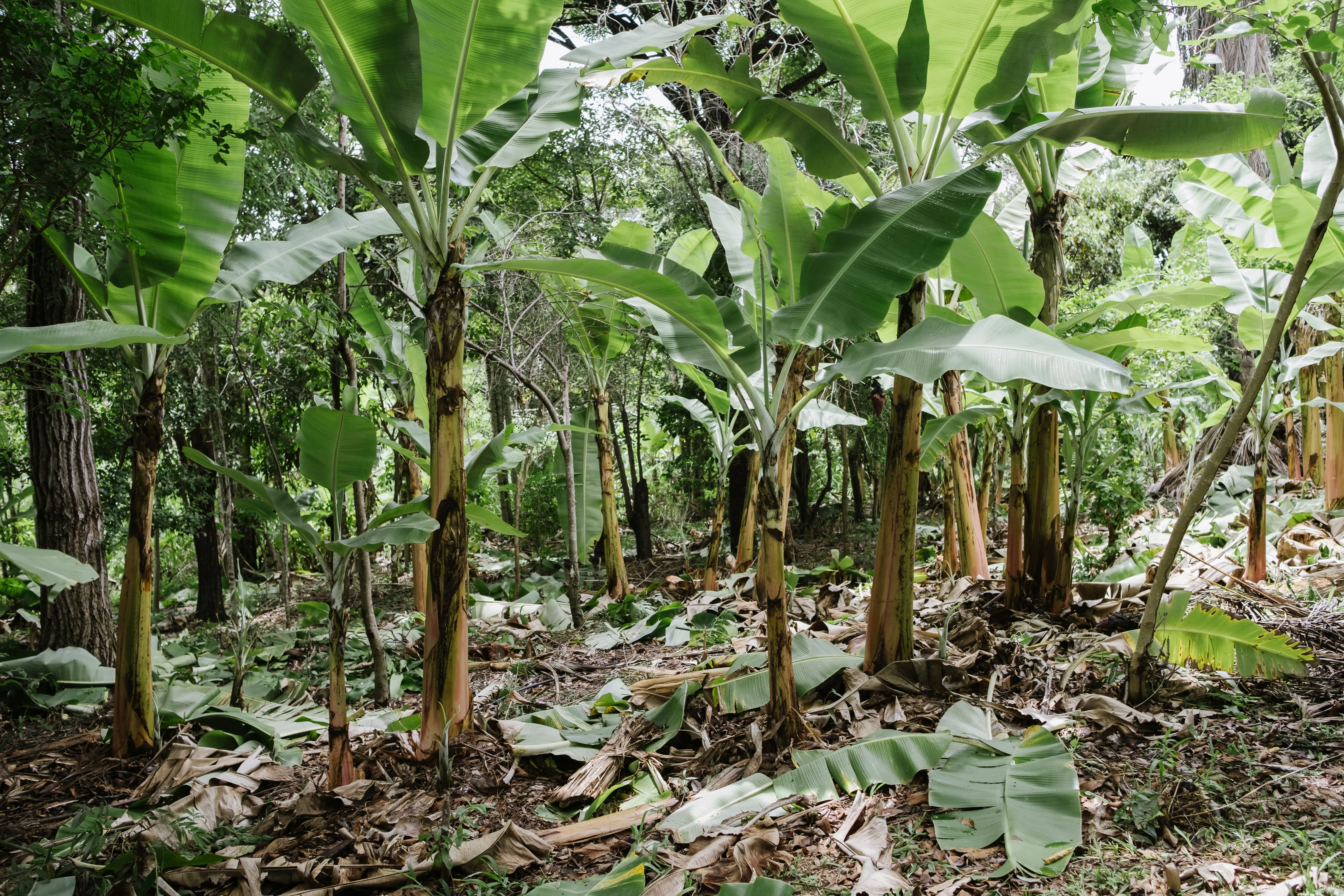 Agrofloresta_AdobeStock_728796335