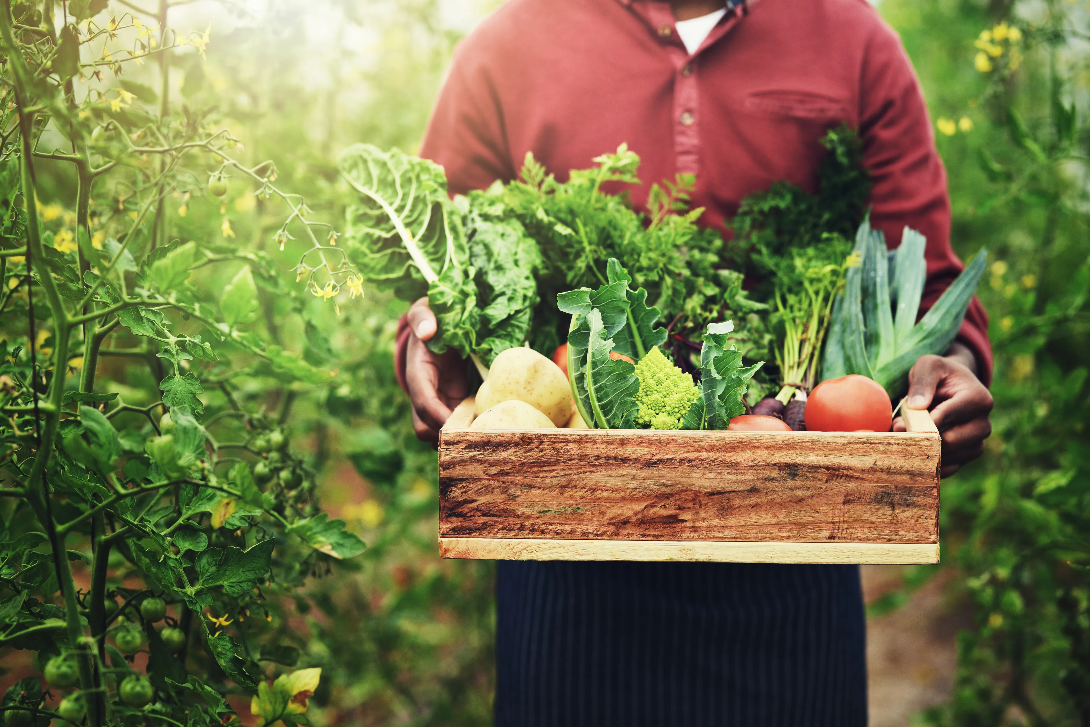 man-farmer-hands-with-vegetables-harvest-fresh-produce-crops-greenhouse-closeup-male-person-crate-with-natural-organic-resources-agro-business-agriculture-conservation